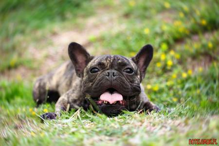 buldog francuski 2